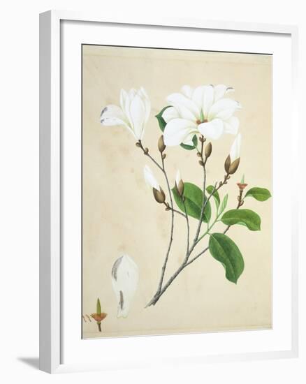 Magnolia, c.1800-40-null-Framed Giclee Print