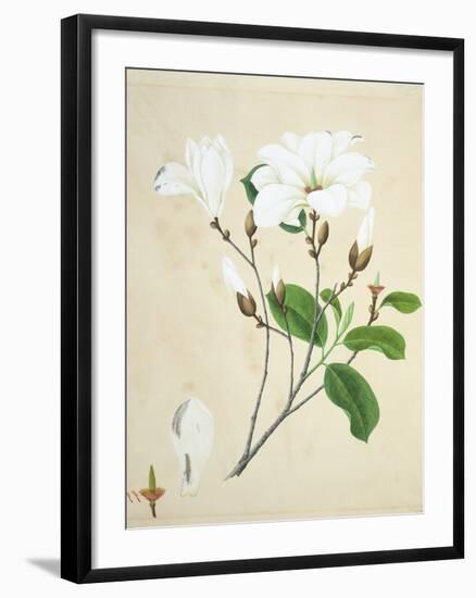 Magnolia, c.1800-40-null-Framed Giclee Print