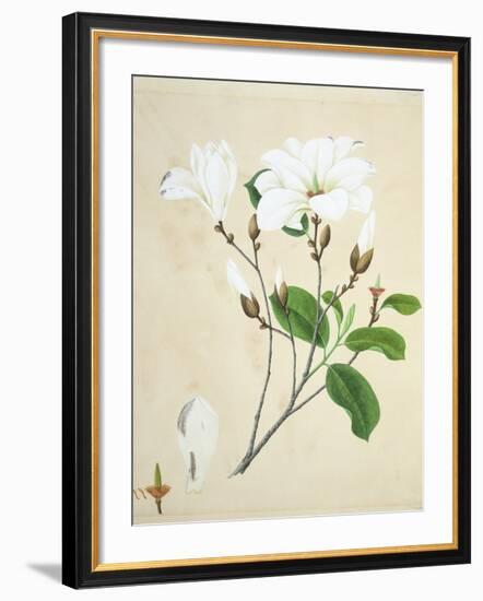 Magnolia, c.1800-40-null-Framed Giclee Print