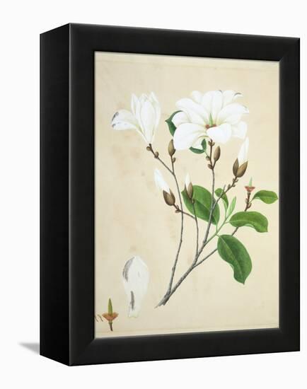 Magnolia, c.1800-40-null-Framed Premier Image Canvas
