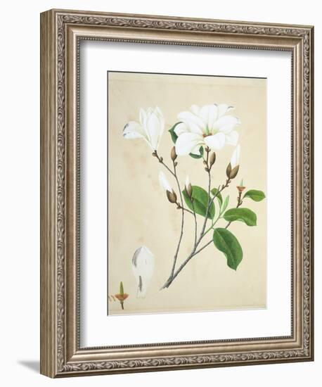 Magnolia, c.1800-40-null-Framed Giclee Print