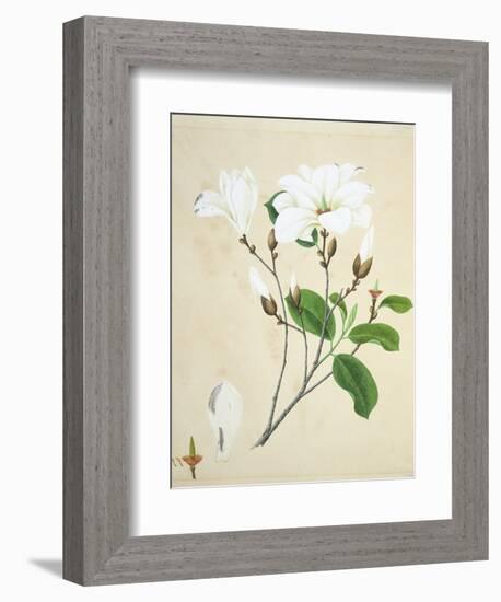 Magnolia, c.1800-40-null-Framed Giclee Print