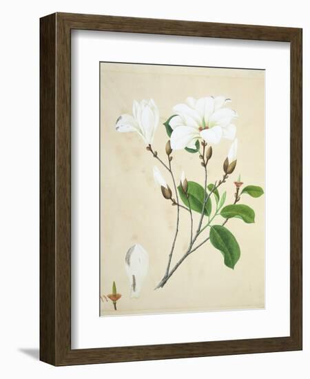 Magnolia, c.1800-40-null-Framed Giclee Print