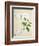 Magnolia, c.1800-40-null-Framed Giclee Print