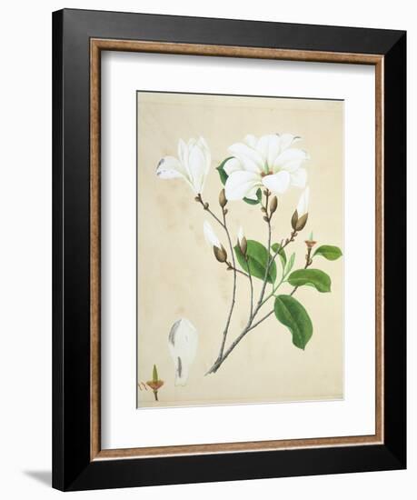 Magnolia, c.1800-40-null-Framed Giclee Print