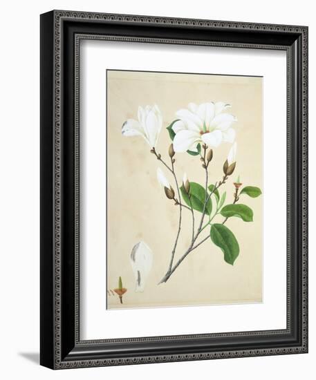 Magnolia, c.1800-40--Framed Giclee Print