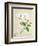 Magnolia, c.1800-40-null-Framed Giclee Print