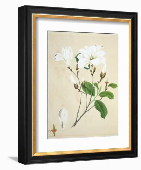 Magnolia, c.1800-40-null-Framed Giclee Print