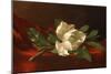 Magnolia, C.1885-95-Martin Johnson Heade-Mounted Giclee Print