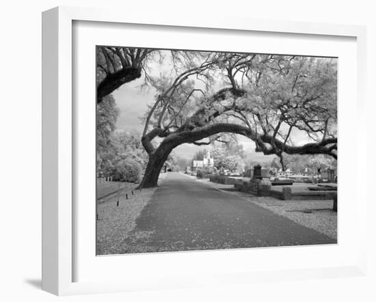 Magnolia Cemetery-Carol Highsmith-Framed Photo