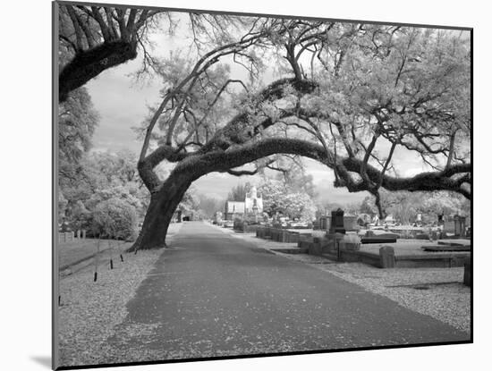 Magnolia Cemetery-Carol Highsmith-Mounted Photo