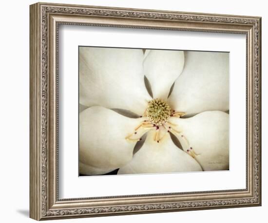 Magnolia Detail I-Debra Van Swearingen-Framed Photographic Print