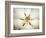 Magnolia Detail I-Debra Van Swearingen-Framed Photographic Print