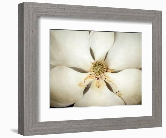 Magnolia Detail I-Debra Van Swearingen-Framed Photographic Print