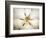 Magnolia Detail I-Debra Van Swearingen-Framed Photographic Print