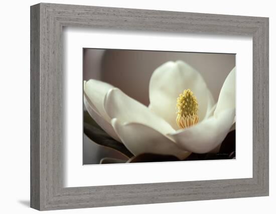 Magnolia Detail II-Debra Van Swearingen-Framed Photographic Print