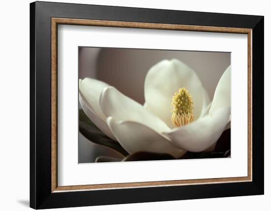 Magnolia Detail II-Debra Van Swearingen-Framed Photographic Print