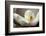 Magnolia Detail II-Debra Van Swearingen-Framed Photographic Print