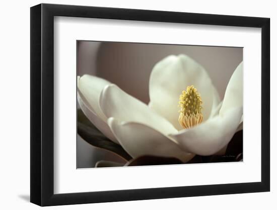 Magnolia Detail II-Debra Van Swearingen-Framed Photographic Print