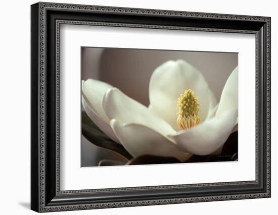 Magnolia Detail II-Debra Van Swearingen-Framed Photographic Print