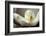 Magnolia Detail II-Debra Van Swearingen-Framed Photographic Print