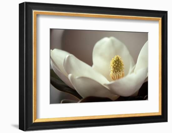 Magnolia Detail II-Debra Van Swearingen-Framed Photographic Print