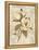 Magnolia Etching-Chad Barrett-Framed Stretched Canvas