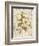 Magnolia Etching-Chad Barrett-Framed Premium Giclee Print