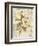 Magnolia Etching-Chad Barrett-Framed Premium Giclee Print