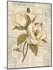 Magnolia Etching-Chad Barrett-Mounted Art Print