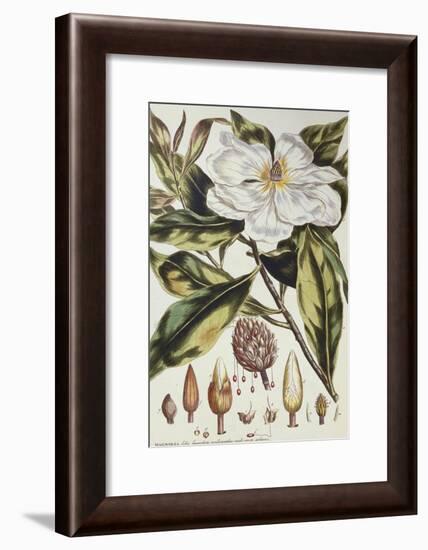 Magnolia, Figures of the Most Beautiful, Useful and Uncommon Plants, c.1757-Philip Miller-Framed Giclee Print