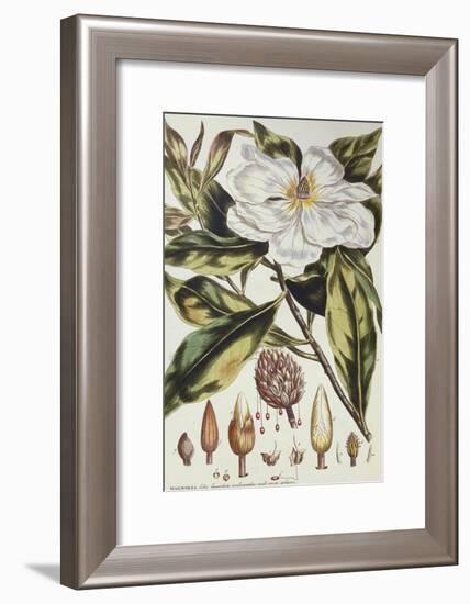 Magnolia, Figures of the Most Beautiful, Useful and Uncommon Plants, c.1757-Philip Miller-Framed Giclee Print