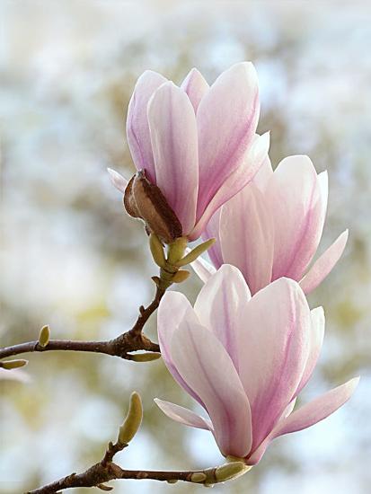 Magnolia Flower Bloom Art Print By Wonderful Dream Magnolia Flower Bloom Art Print By Wonderful Dream