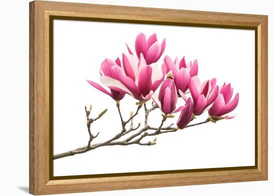 Magnolia Flower Spring Branch Isolated on White Background-kenny001-Framed Premier Image Canvas