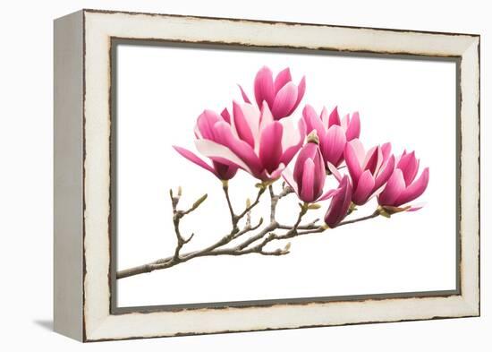 Magnolia Flower Spring Branch Isolated on White Background-kenny001-Framed Premier Image Canvas