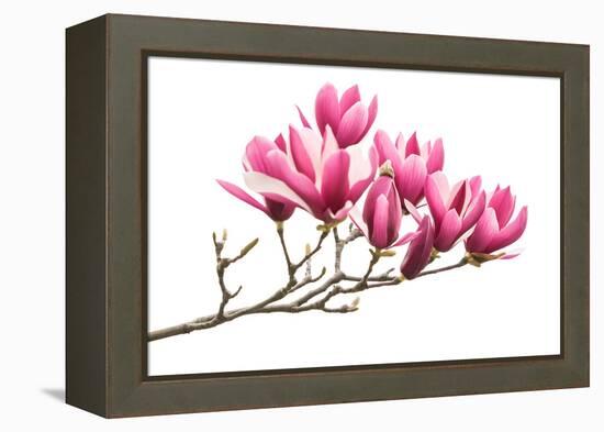 Magnolia Flower Spring Branch Isolated on White Background-kenny001-Framed Premier Image Canvas