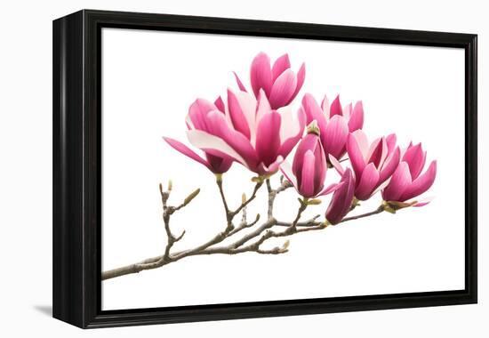 Magnolia Flower Spring Branch Isolated on White Background-kenny001-Framed Premier Image Canvas