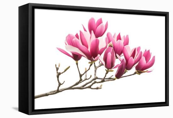 Magnolia Flower Spring Branch Isolated on White Background-kenny001-Framed Premier Image Canvas