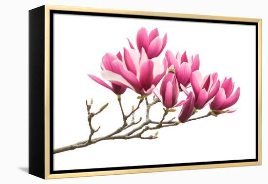 Magnolia Flower Spring Branch Isolated on White Background-kenny001-Framed Premier Image Canvas