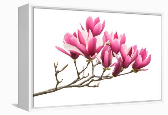 Magnolia Flower Spring Branch Isolated on White Background-kenny001-Framed Premier Image Canvas