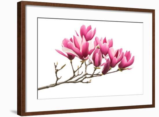 Magnolia Flower Spring Branch Isolated on White Background-kenny001-Framed Photographic Print