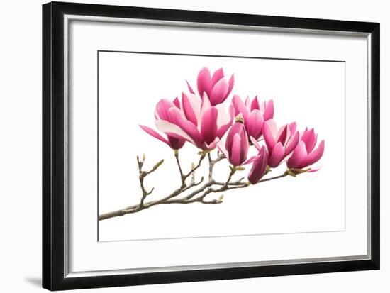 Magnolia Flower Spring Branch Isolated on White Background-kenny001-Framed Photographic Print