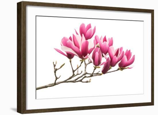 Magnolia Flower Spring Branch Isolated on White Background-kenny001-Framed Photographic Print