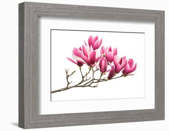 Magnolia Flower Spring Branch Isolated on White Background-kenny001-Framed Photographic Print