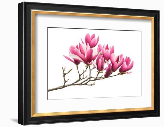 Magnolia Flower Spring Branch Isolated on White Background-kenny001-Framed Photographic Print