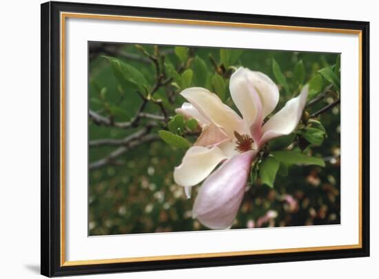 Magnolia Flower-Anna Miller-Framed Photographic Print