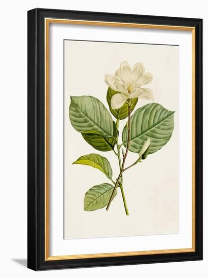 Magnolia Flowers I-Unknown-Framed Art Print