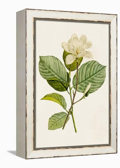 Magnolia Flowers I-Unknown-Framed Stretched Canvas