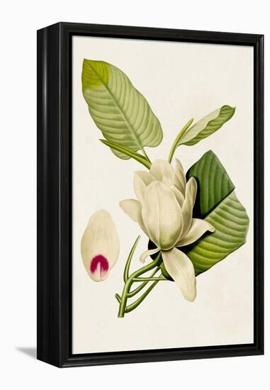 Magnolia Flowers II-Unknown-Framed Stretched Canvas