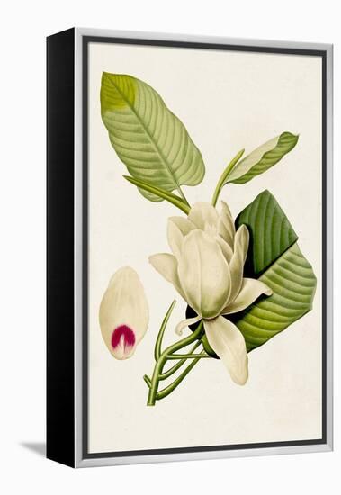 Magnolia Flowers II-Unknown-Framed Stretched Canvas
